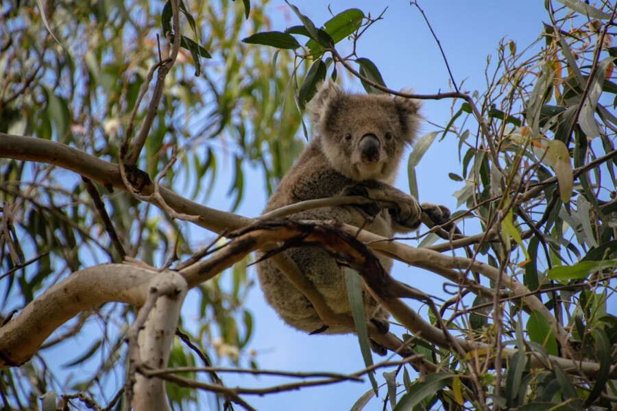 How To Travel Cheap in Australia